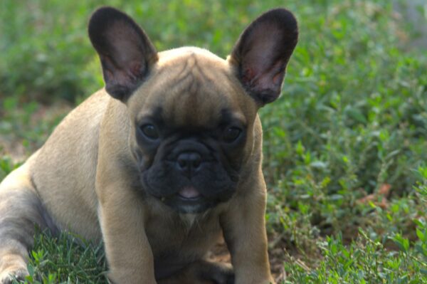 Venedika French Bulldog