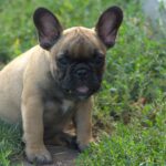 Venedika-female-french-bulldog-puppy-for-sale-1 (3)