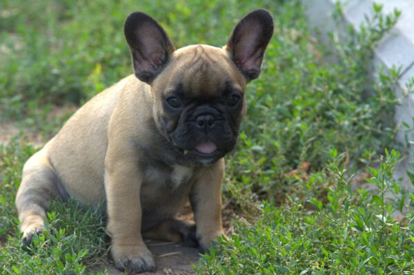 Venedika French Bulldog