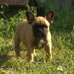 Venedika-female-french-bulldog-puppy-for-sale-1 (4)