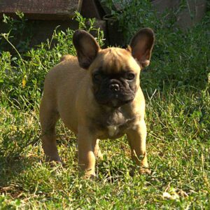 Venedika French Bulldog