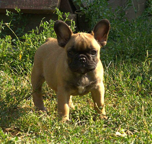 Venedika French Bulldog