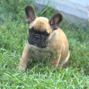 Venera French Bulldog