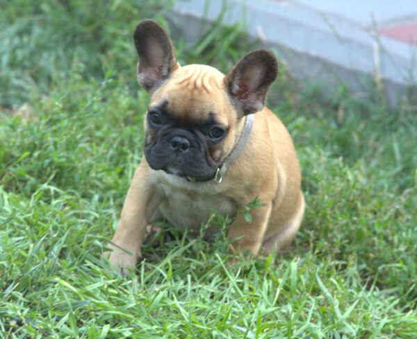 Venera French Bulldog