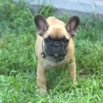 Venera-female-french-bulldog-puppy-for-sale-1 (2)