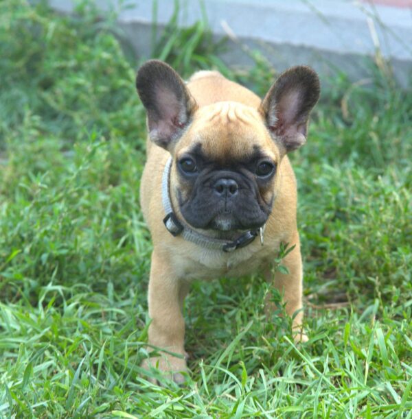 Venera French Bulldog