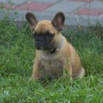 Venera-female-french-bulldog-puppy-for-sale-1 (3)