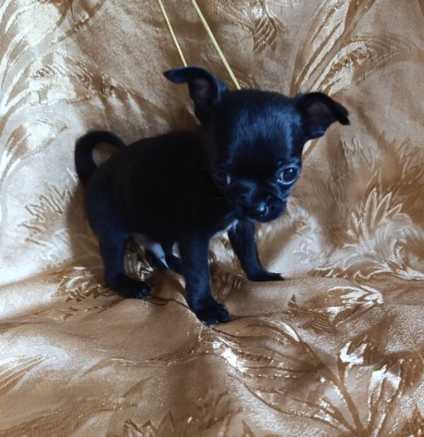 Wulf Chihuahua