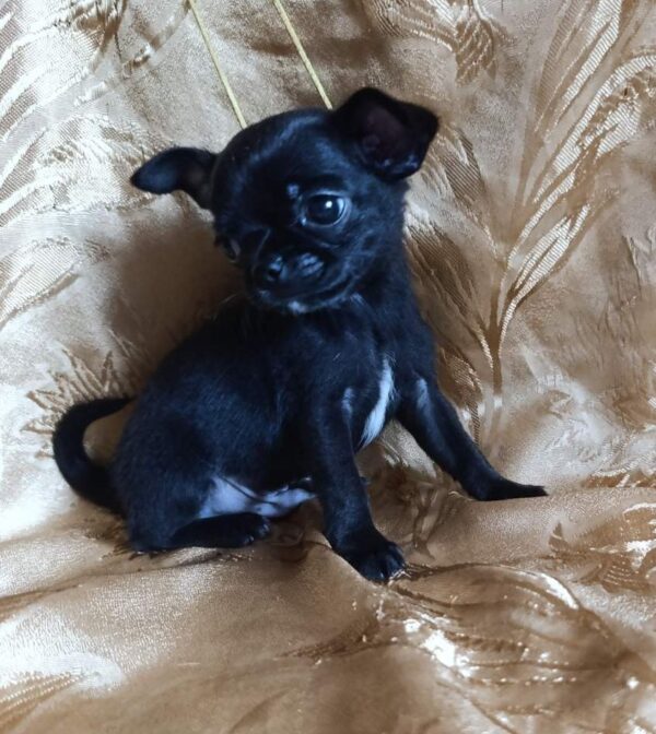 Wulf Chihuahua
