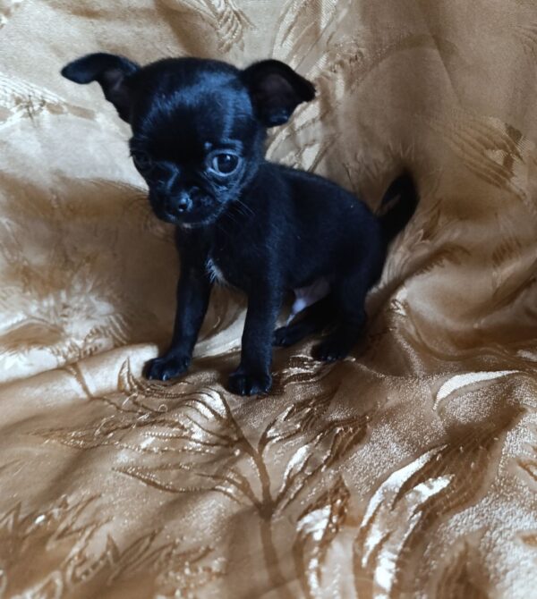 Wulf Chihuahua