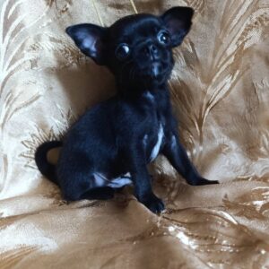 Wulf Chihuahua