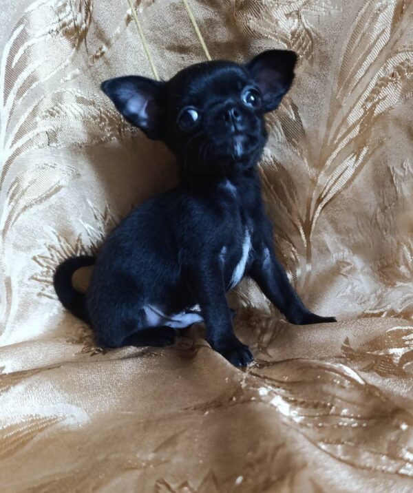 Wulf Chihuahua