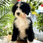 Zoe Labradoodle