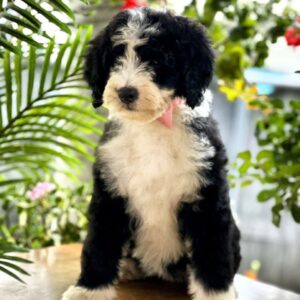 Zafira Labradoodle