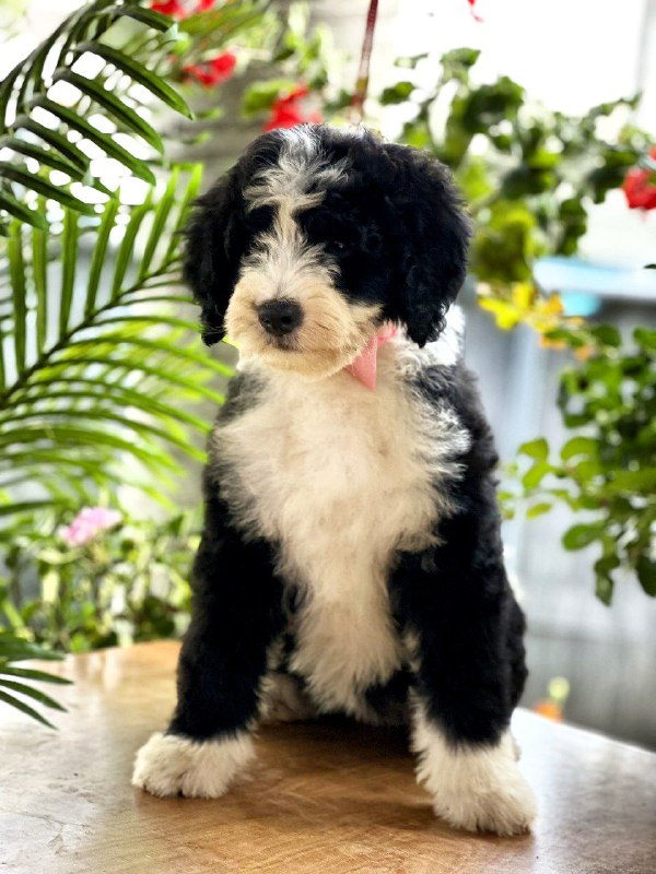 Zafira Labradoodle