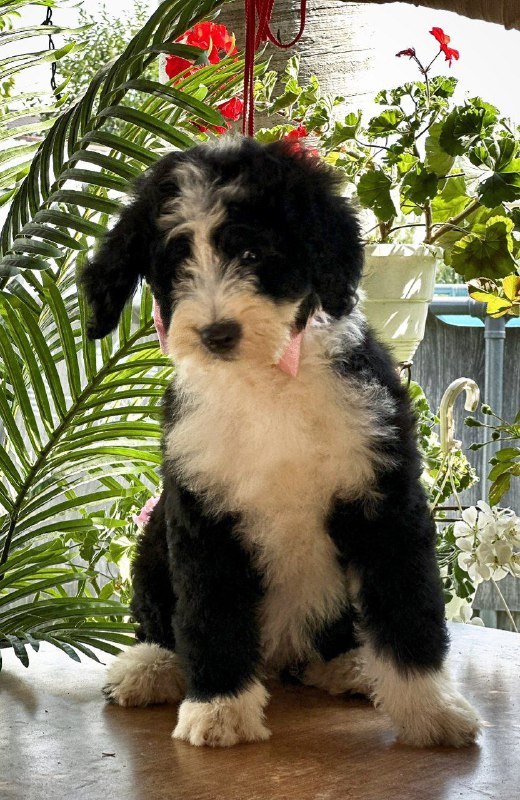 Zafira Labradoodle