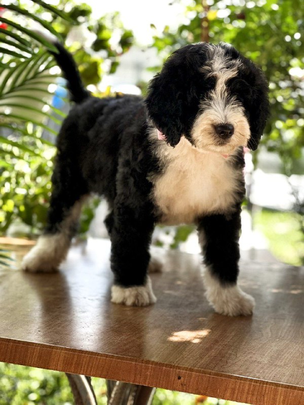 Zafira Labradoodle