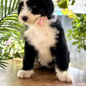 Zafira Labradoodle
