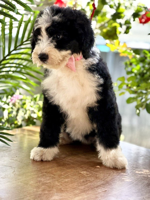 Zafira Labradoodle