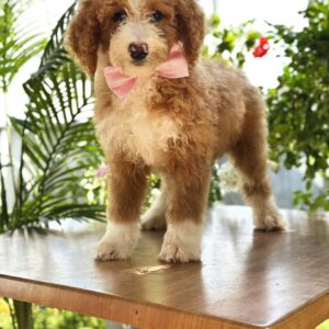 Zara Labradoodle