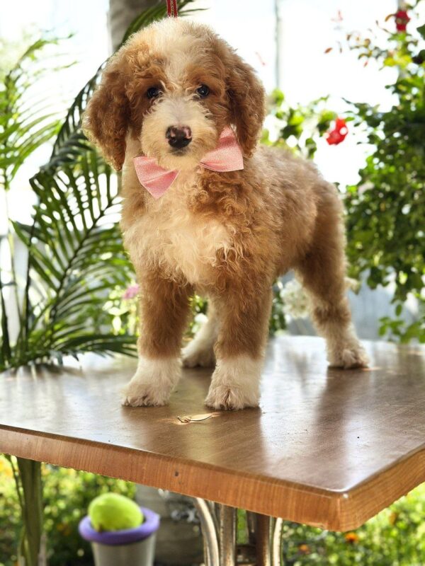 Zara Labradoodle