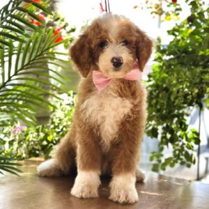 Zara Labradoodle