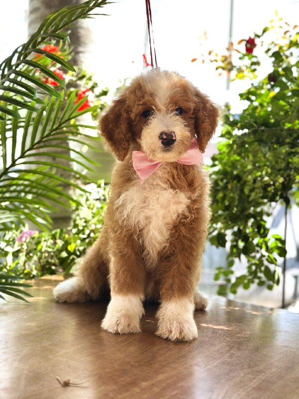 Zara Labradoodle