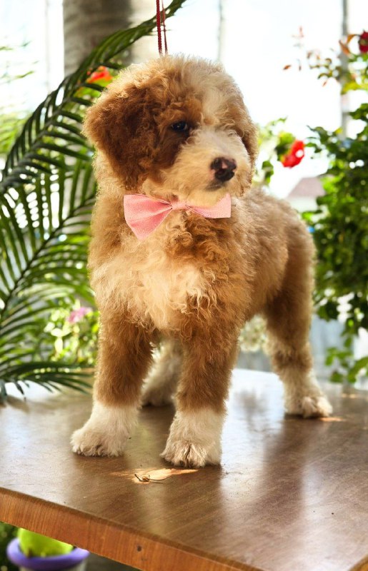 Zara Labradoodle