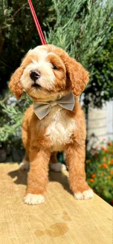 Zenith Labradoodle