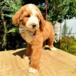 Zephyr Labradoodle