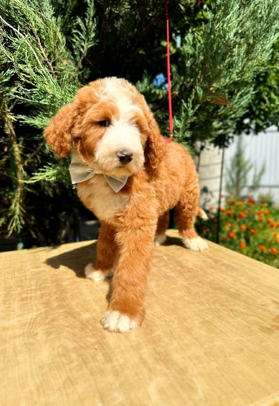 Zenith Labradoodle