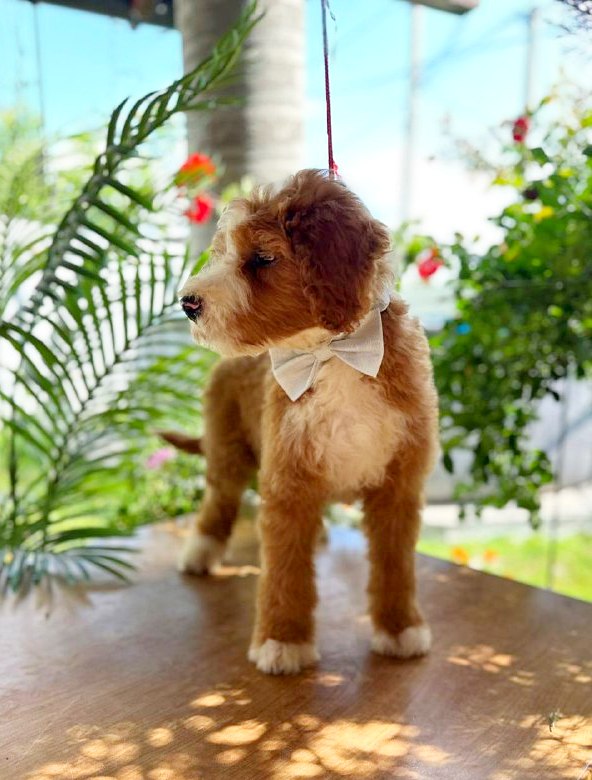 Zenith Labradoodle