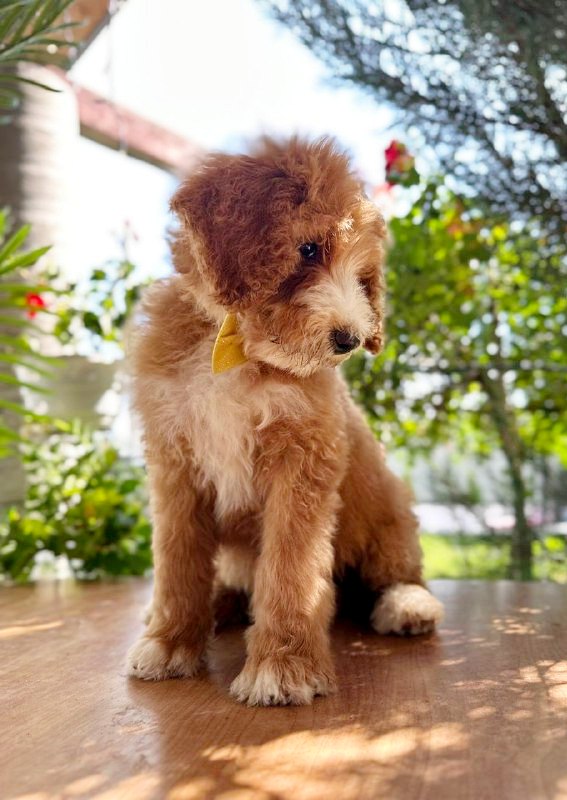 Zephyr Labradoodle