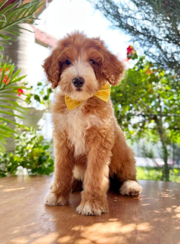 Zephyr Labradoodle