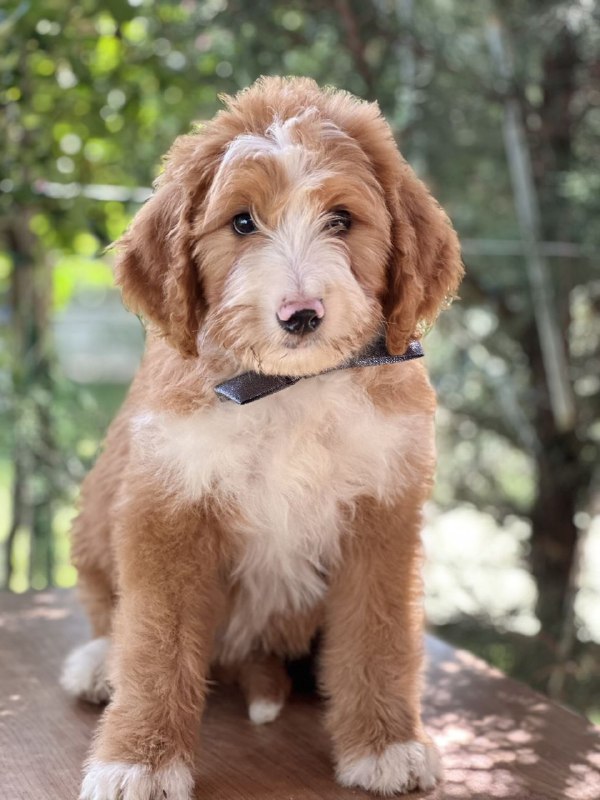 Ziggy Labradoodle