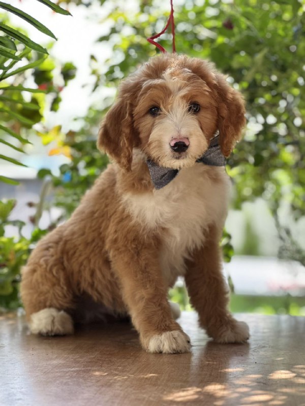 Ziggy Labradoodle