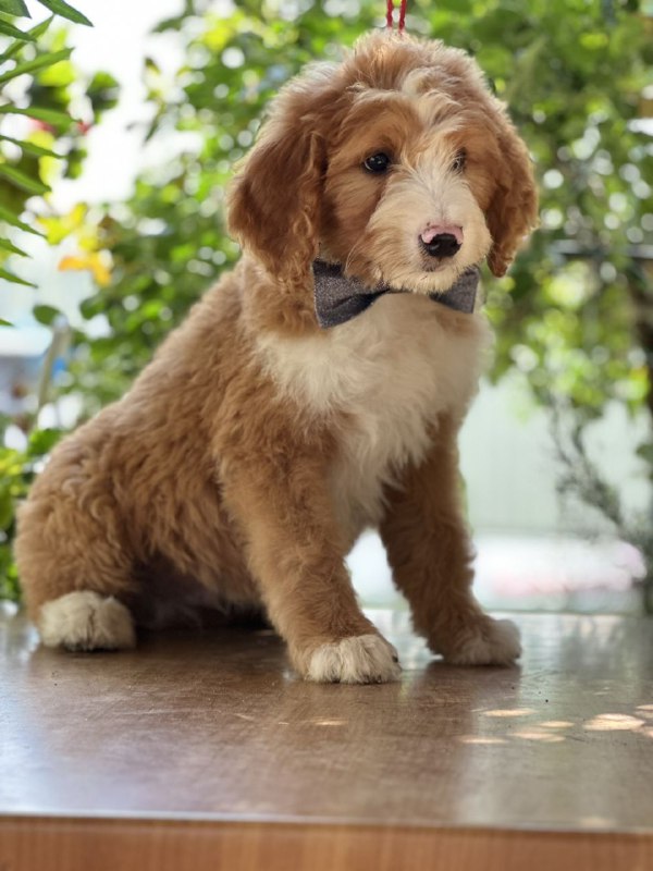 Ziggy Labradoodle