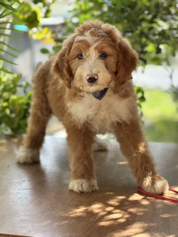 Ziggy Labradoodle