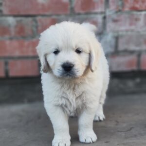 Zitta Golden Retriever