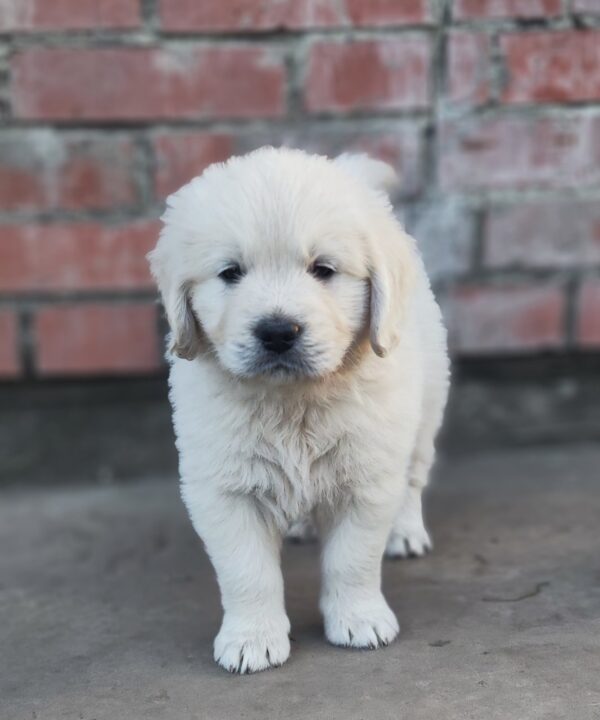 Zitta Golden Retriever