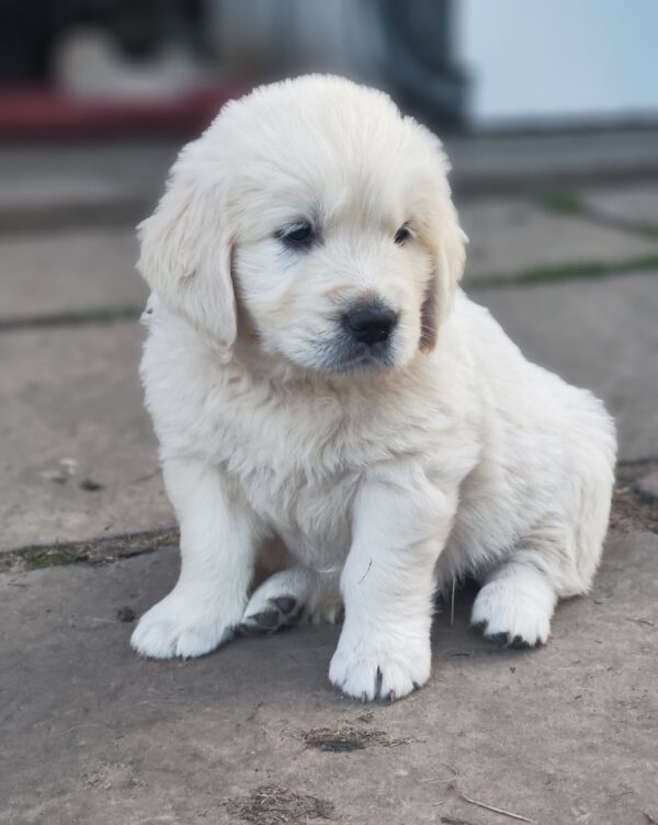 Zitta Golden Retriever