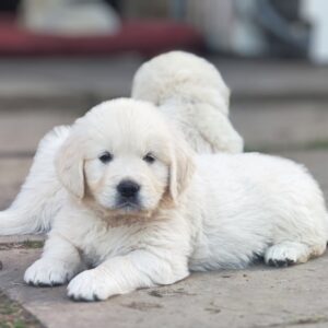 Zitta Golden Retriever