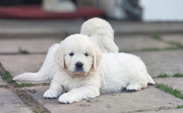 Zitta Golden Retriever