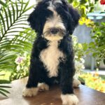 Zoe-female-Labradoodle-puppy-for-sale-1