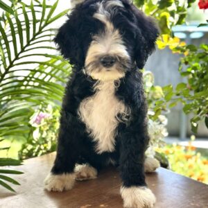 Zoe Labradoodle