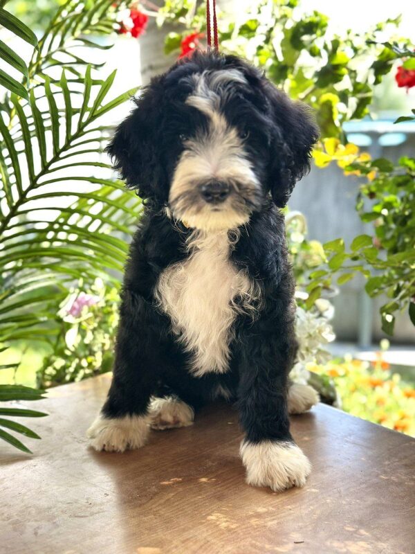 Zoe Labradoodle