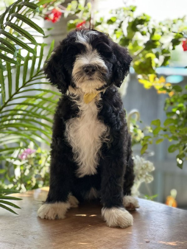 Zoe Labradoodle