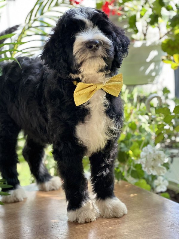 Zoe Labradoodle