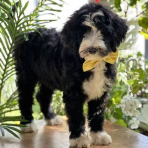 Zoe Labradoodle
