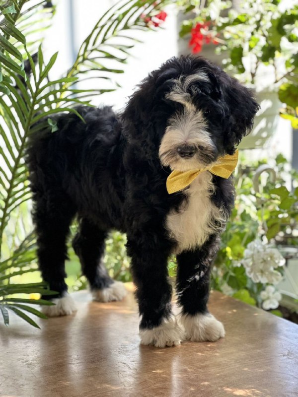 Zoe Labradoodle